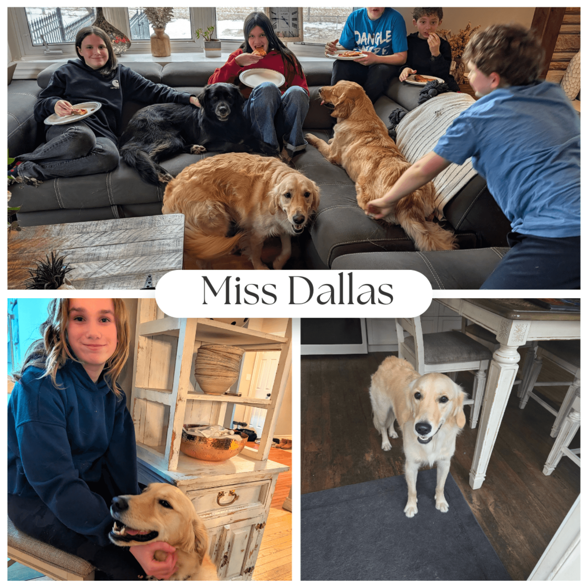 Golden Retriever dog boarding golden retriever day care rockwood