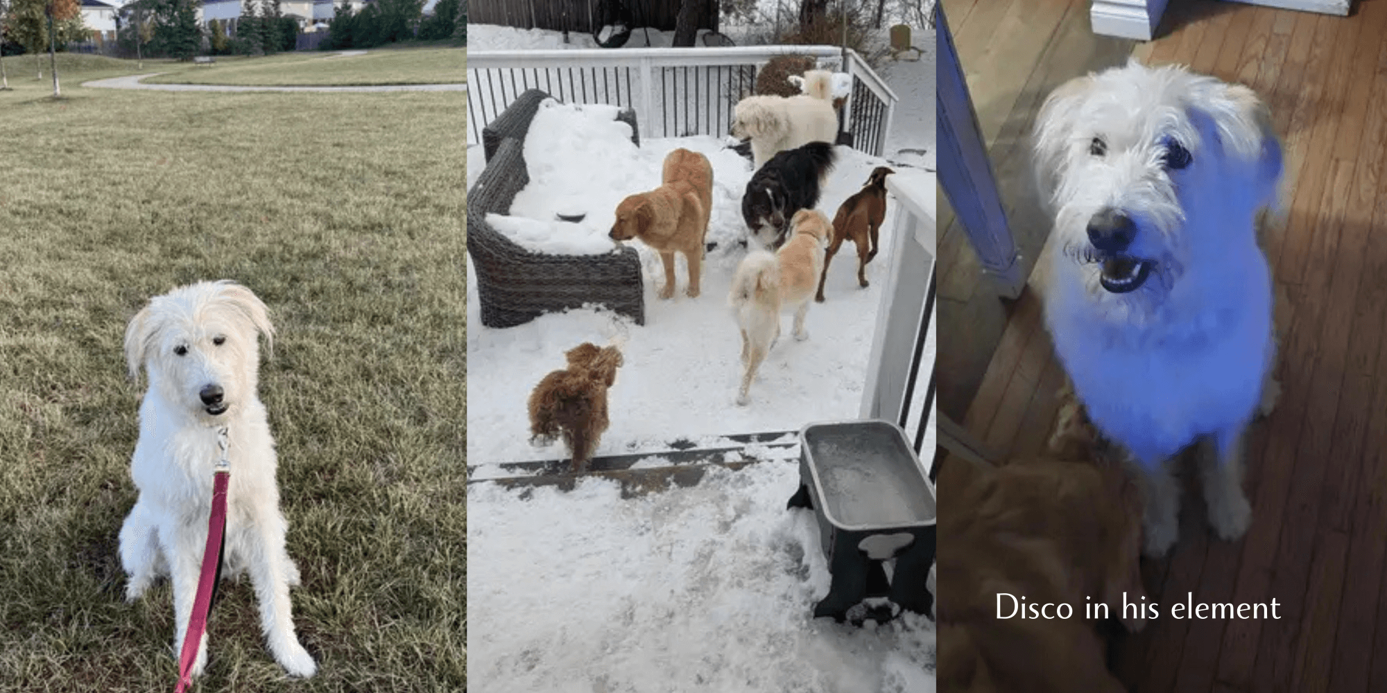 boarding mixed breed dog in rockwood