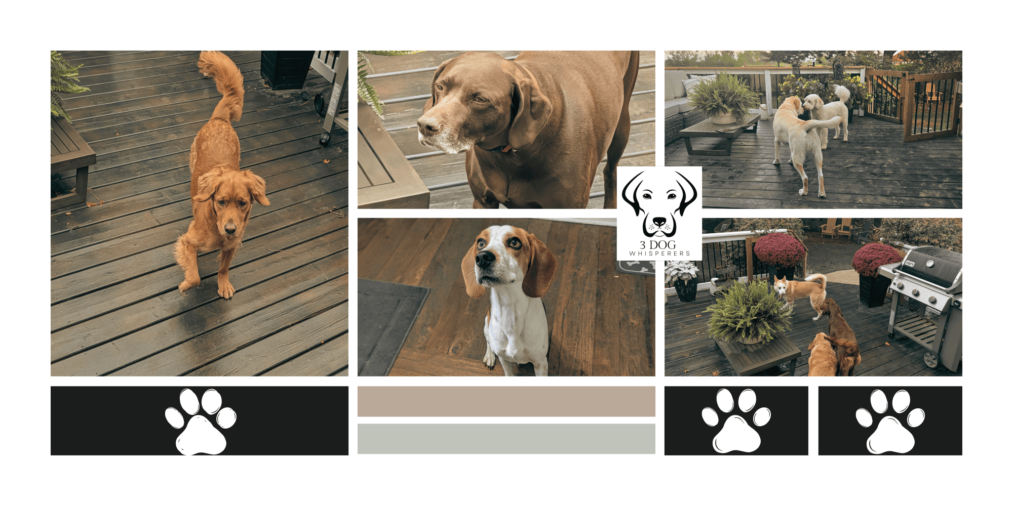 Dog Boarding Experience in Rockwood Dog Boarder Rockwood