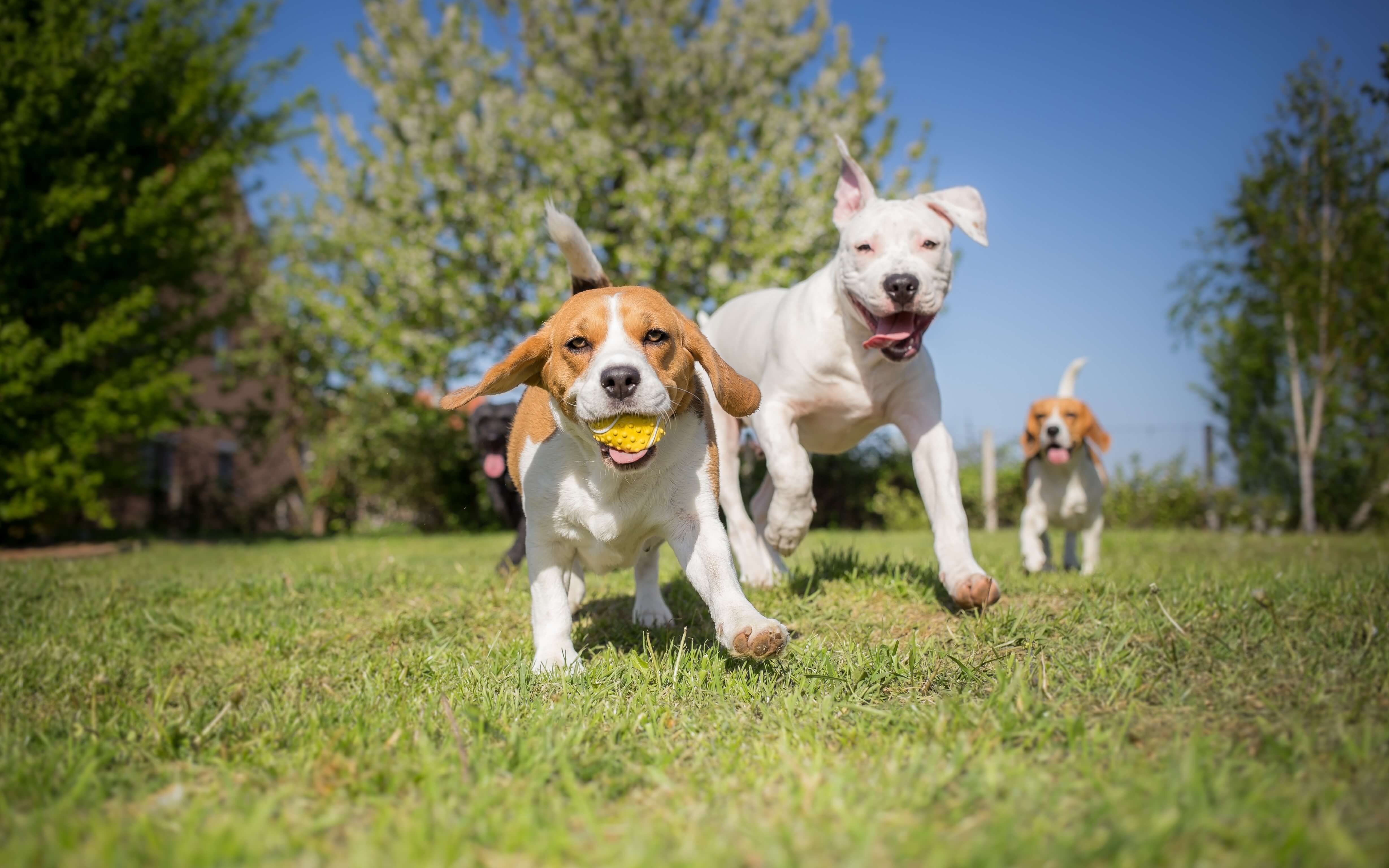 Group of dogs enjoying supervised play at in-home dog boarding in Guelph Ontario