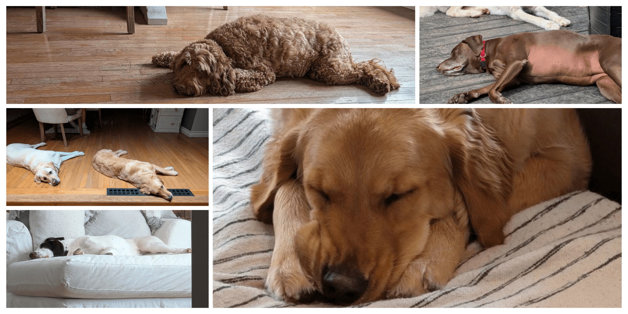 dogs at dog boarding guelph