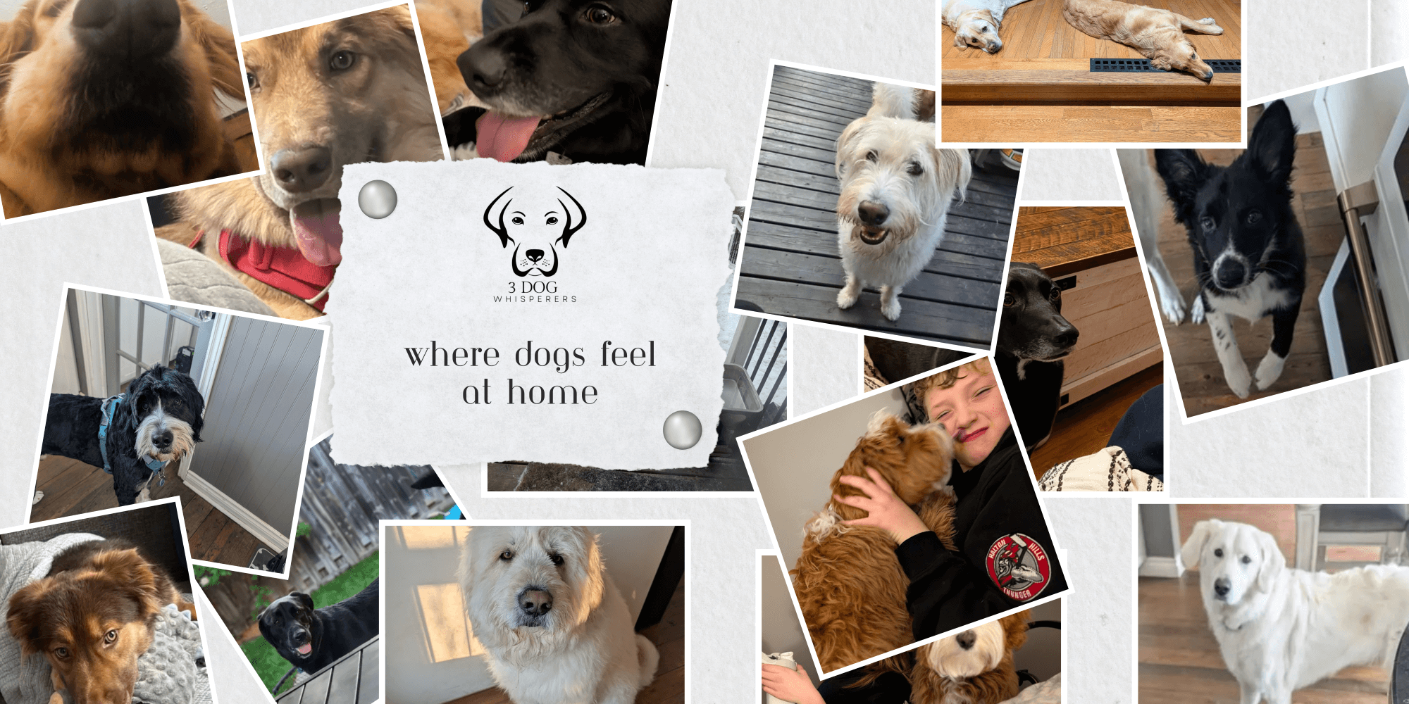 dog boarding like home dogs at home boarding