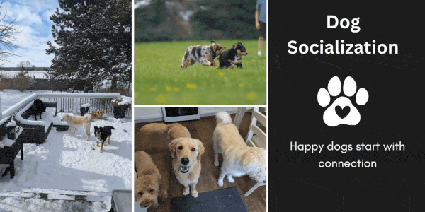 Dogs safely interacting outdoors in a secure yard during in-home dog boarding in Guelph, supporting healthy exercise and social development.