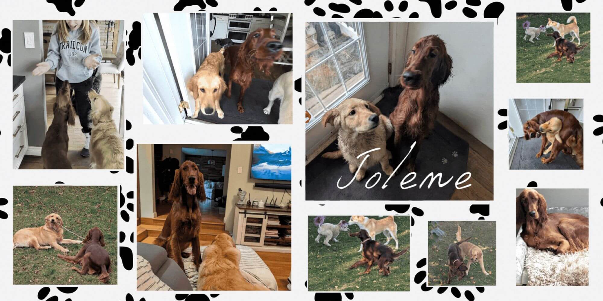 irish setter dog boarding in guelph and surrounding areas