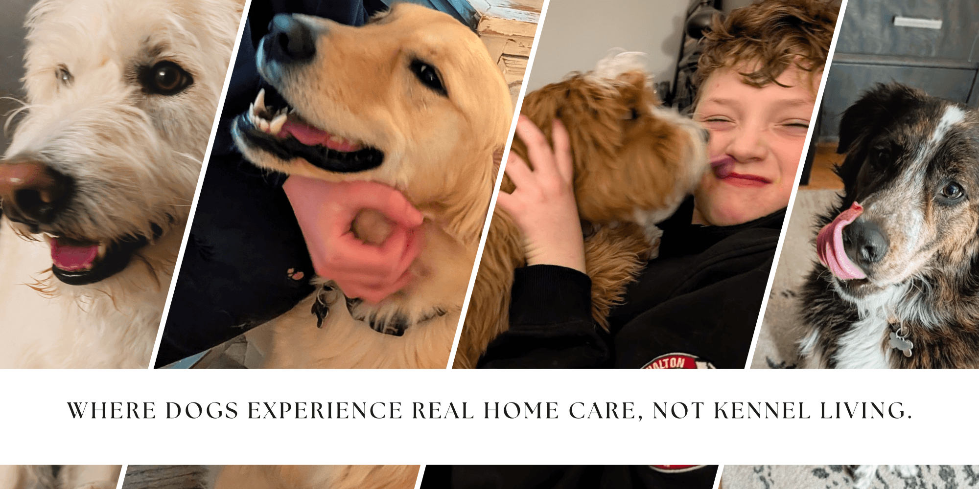 cage free dog kennel guelph