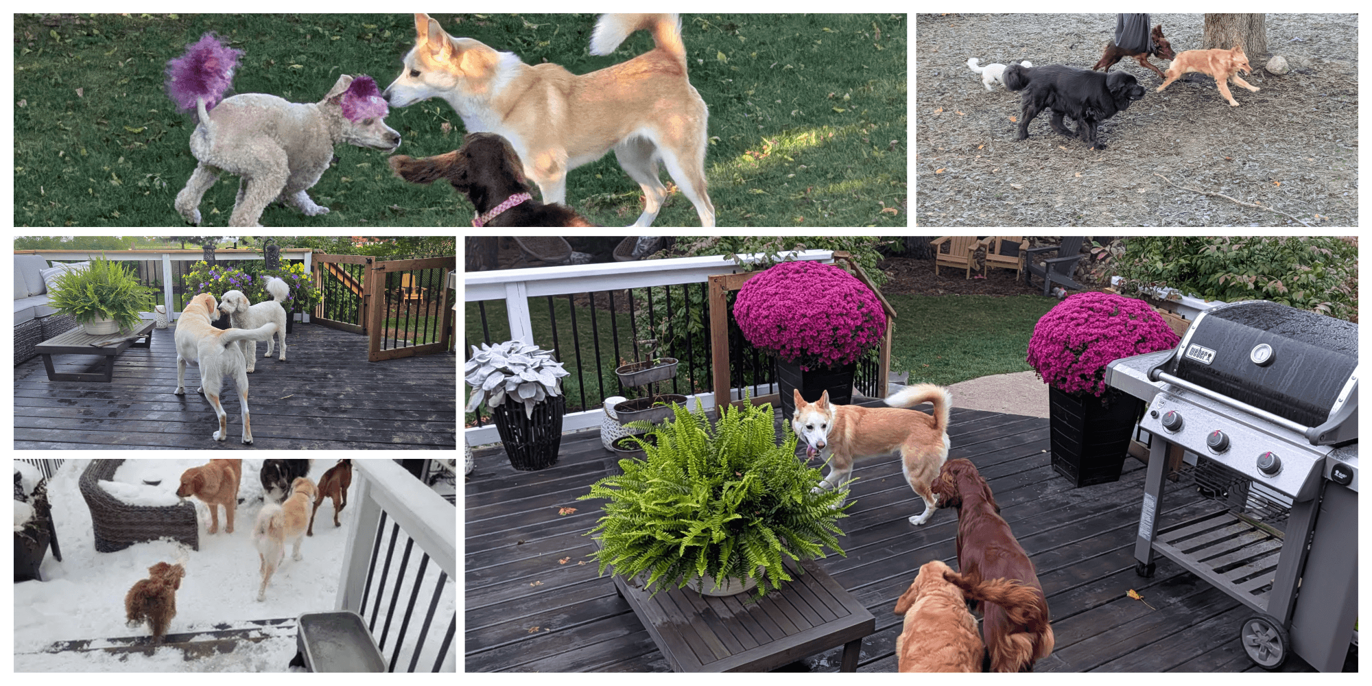 dogs playing at guelph dog kennel