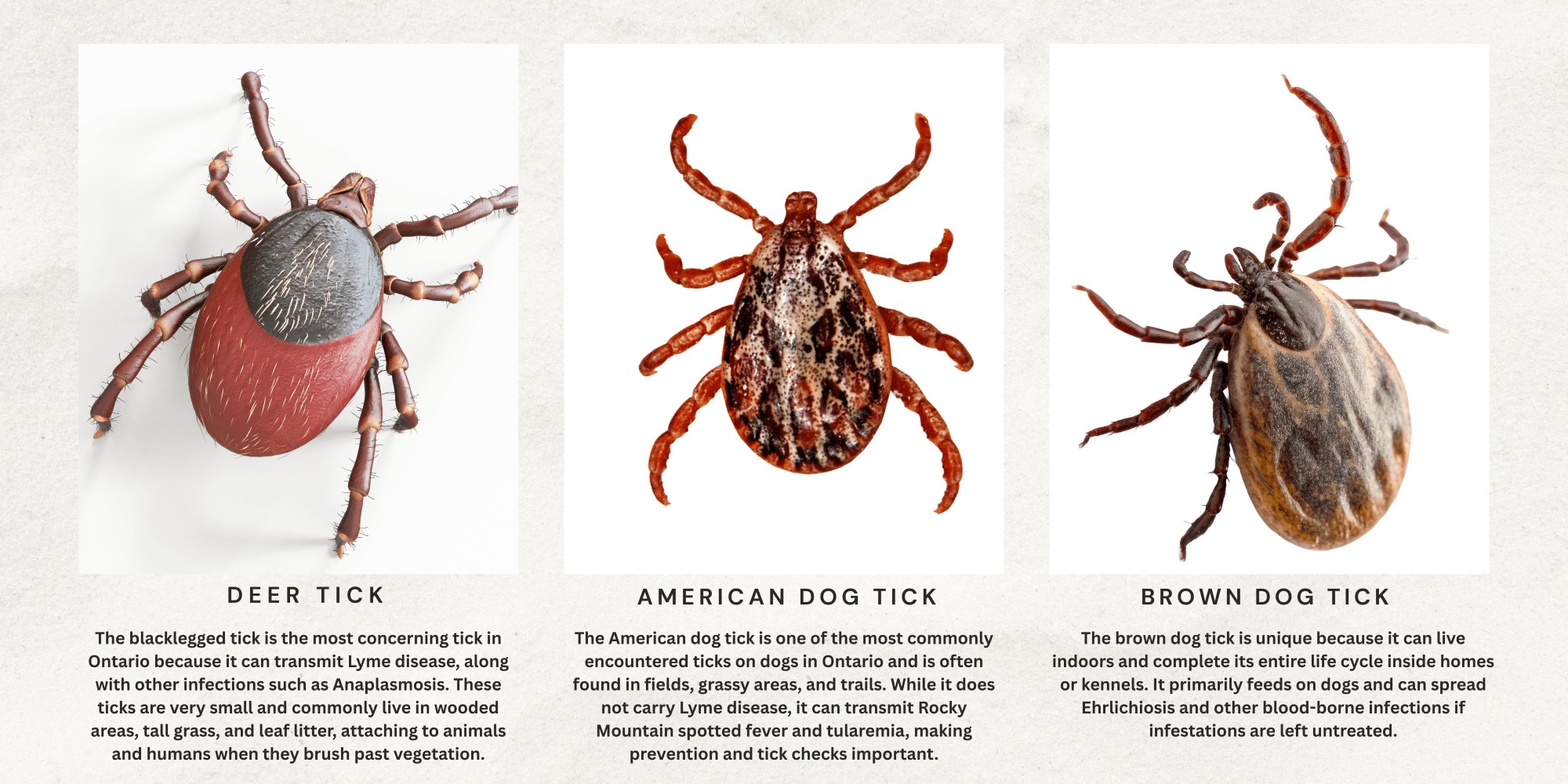Ticks in Ontario