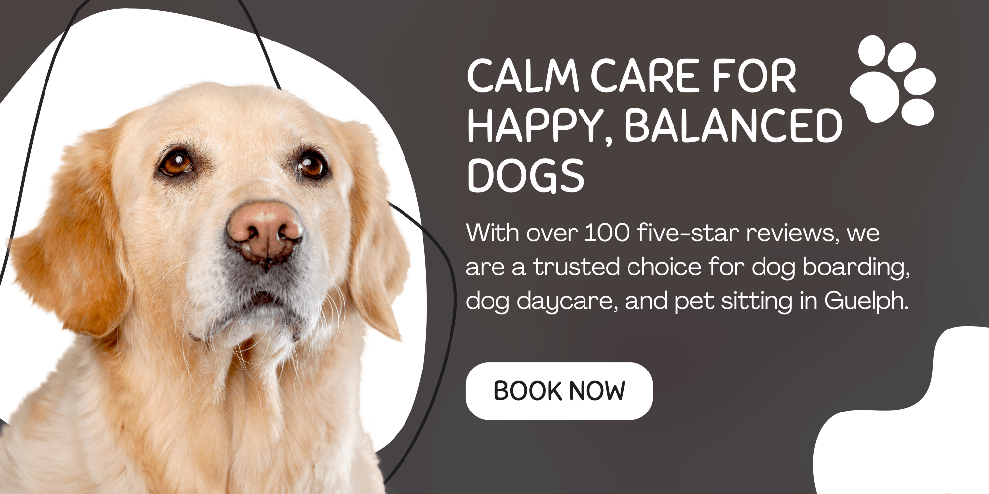 top dog boarder guelph